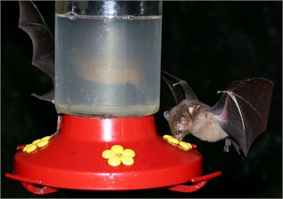 bat feeder