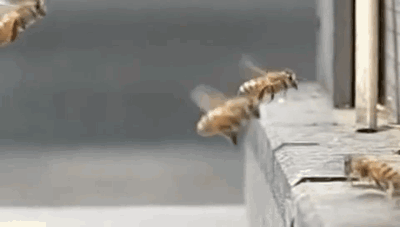 bee crash
