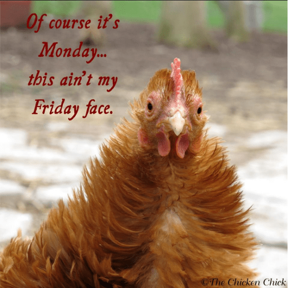 Monday chicken