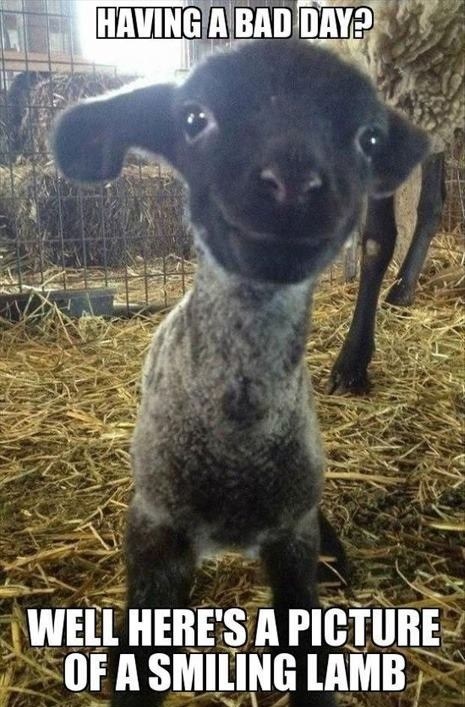 smiling lamb