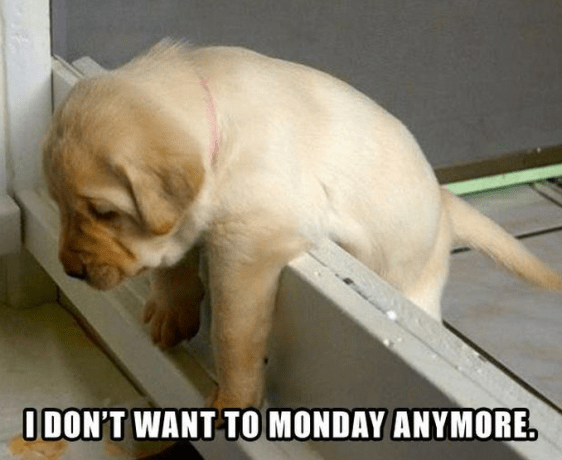 Monday puppy