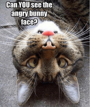 angry bunny face