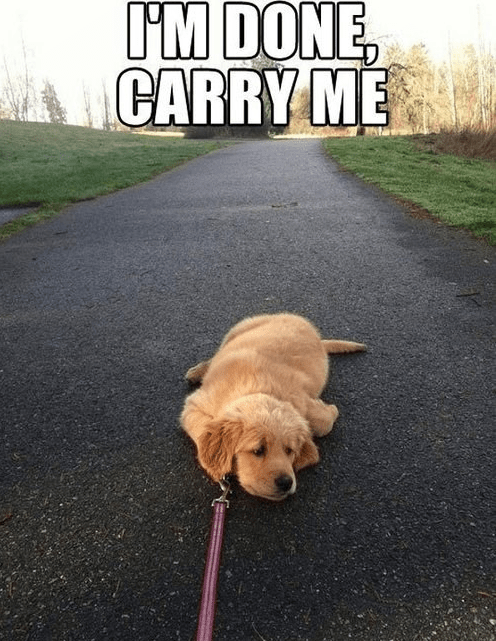 carry me