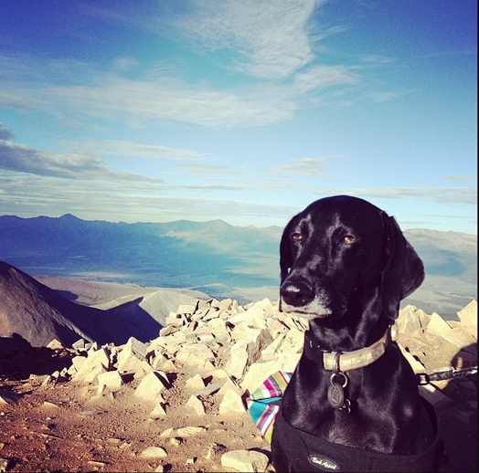 dog is not impressed
