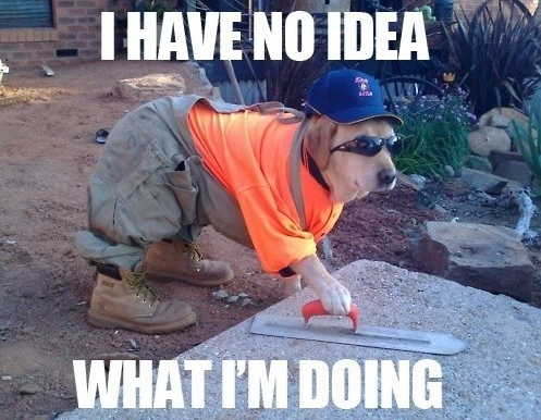 dog working
