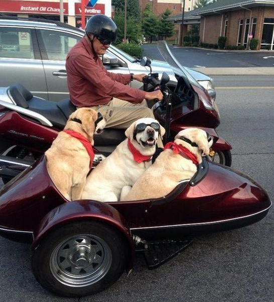 man's best friend(s)