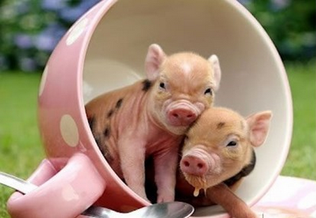 teacup pigs