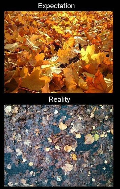 expectation vs reality