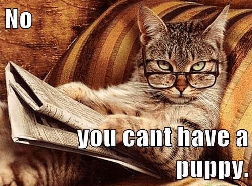 no puppy