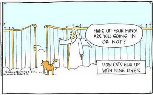 nine lives