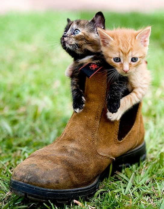 kitten boot