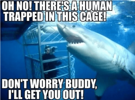 shark cage