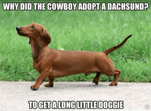 long little doggie