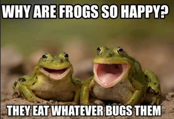 happy frogs