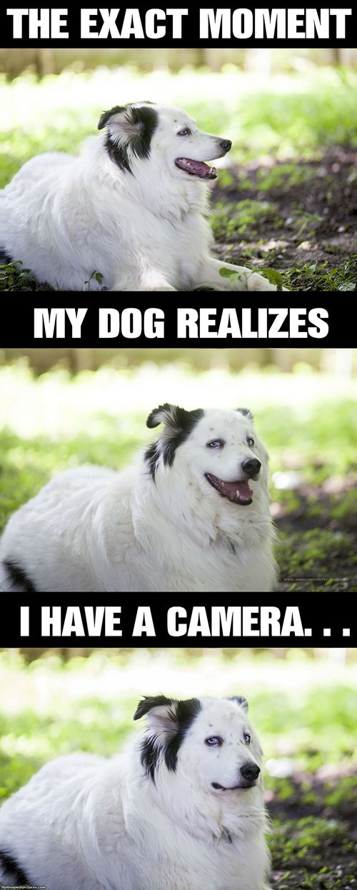 dog pics