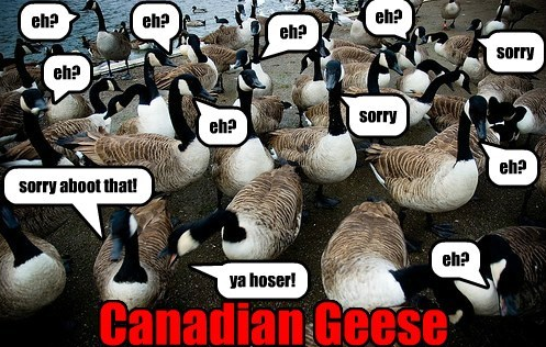 canadian geese eh