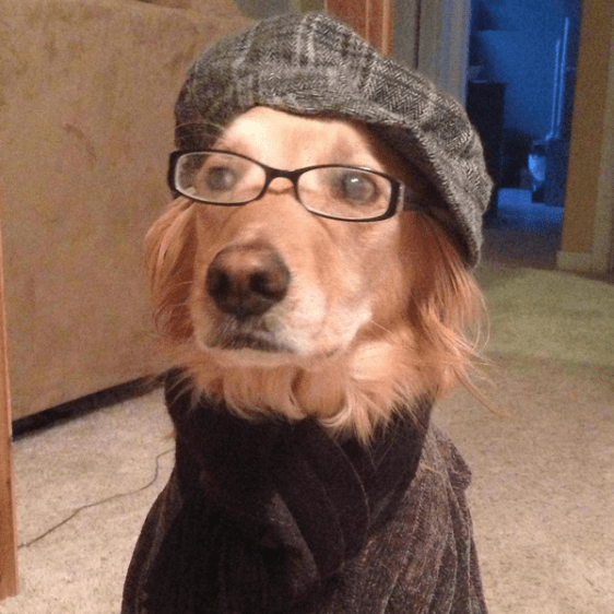 hipster dog