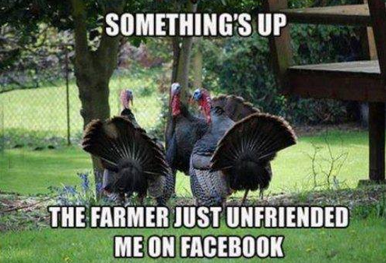 turkey and the farmer