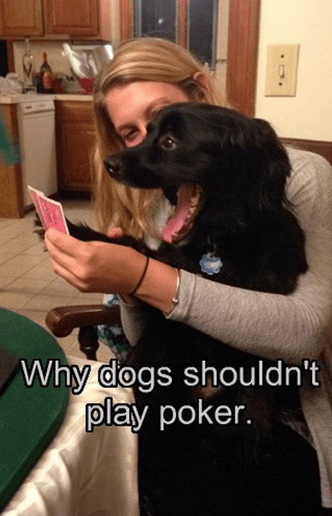 dog plays poker