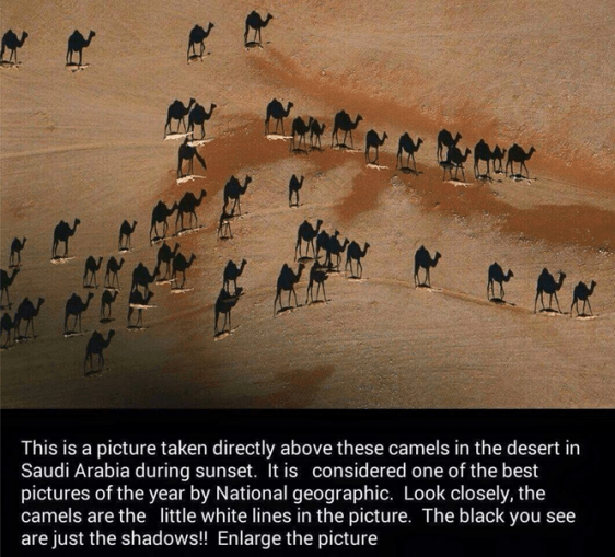 awesome camels