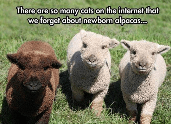 alpacas