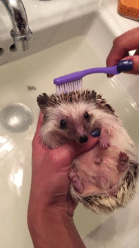 headgehog