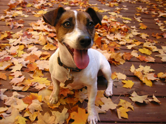 puppies that love fall