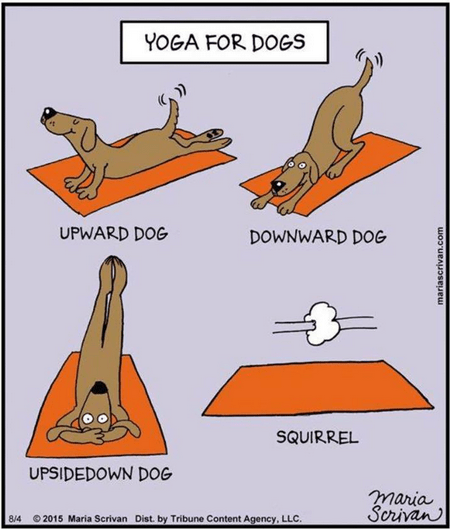 yoga dogs