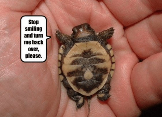 Screenshot 2015-11-19 at 6.13.29 PM