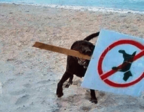 no dogs