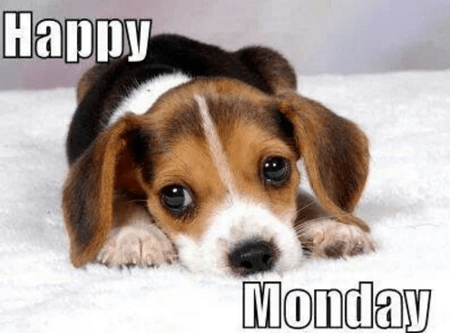 happy monday puppy