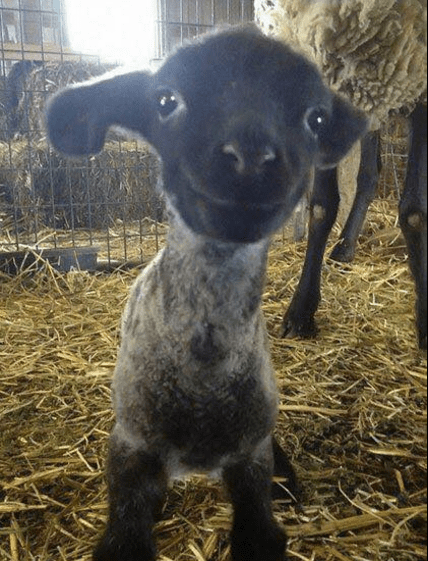 Screenshot 2016-03-26 at 4.28.45 PM