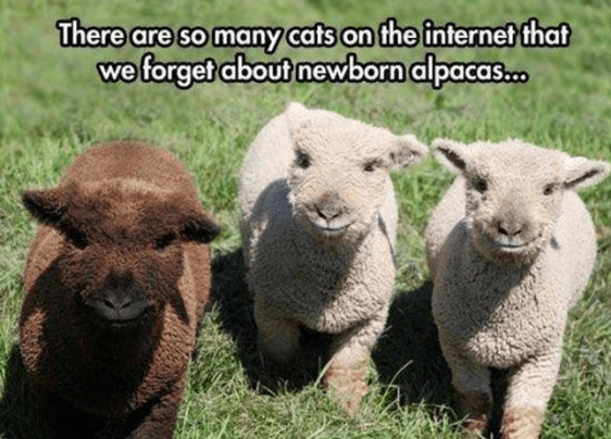 Screenshot 2017-06-22 at 4.08.13 PM