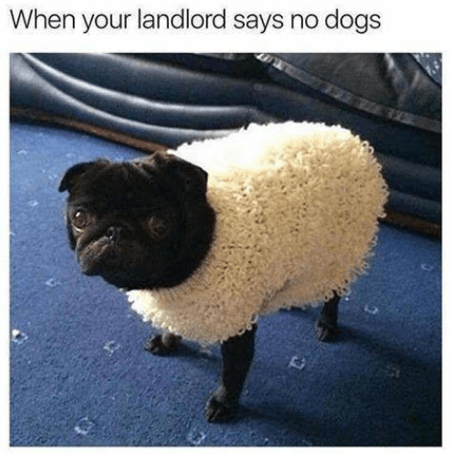 Screenshot 2018-07-11 at 4.26.47 PM