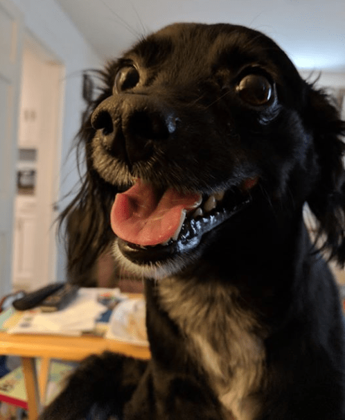 Screenshot 2018-05-22 at 8.36.23 AM