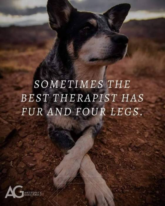 89856055_1555487047946231_6539605672625963008_n