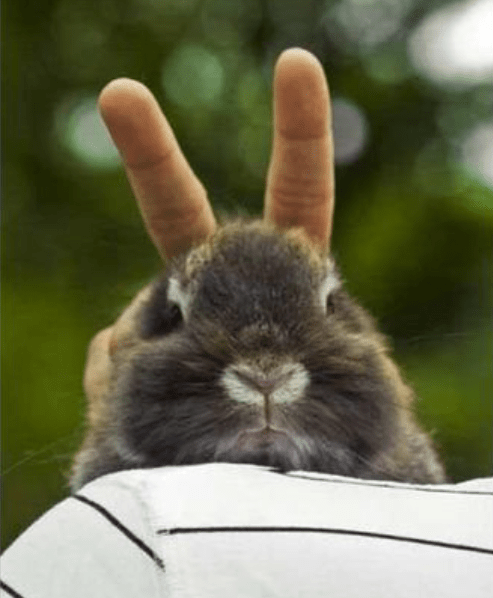 Screenshot 2020-06-08 at 8.03.03 AM