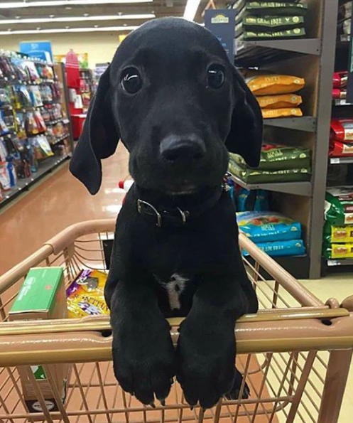 Screenshot 2020-07-18 at 8.43.21 AM